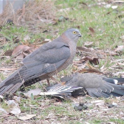 Tachyspiza cirrocephala at Conder, ACT - 30 Jul 2025 by MichaelBedingfield
