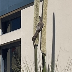 Anthochaera carunculata (Red Wattlebird) at Holt, ACT - 12 Nov 2025 by Jennybach