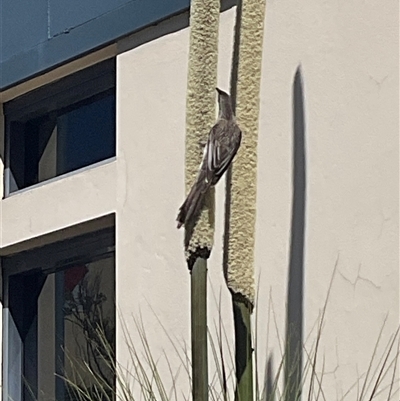 Anthochaera carunculata (Red Wattlebird) at Holt, ACT - 12 Nov 2025 by Jennybach