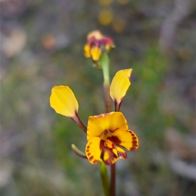 Diuris semilunulata (Late Leopard Orchid) at  - suppressed by Csteele4