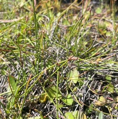 Eleocharis gracilis (Slender Spike-rush) at Krawarree, NSW - 12 Nov 2025 by JaneR