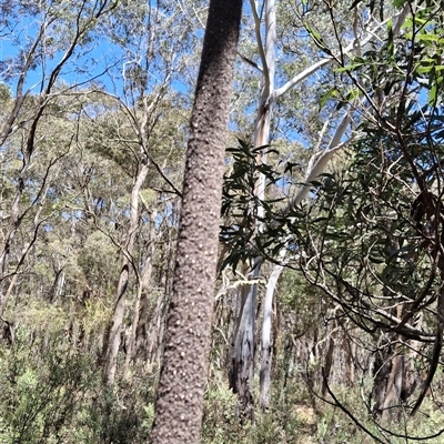 Xanthorrhoea concava (Grass Tree) at Mongarlowe, NSW - 12 Nov 2025 by Dron
