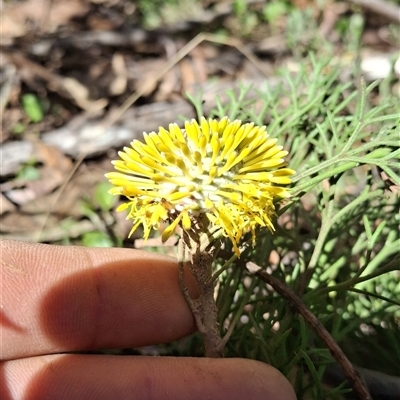 Isopogon prostratus (Prostrate Cone-bush) at  - suppressed by Dron
