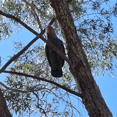 Callocephalon fimbriatum by Dron