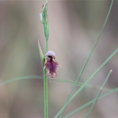 Calochilus platychilus (Purple Beard Orchid) at Mulloon, NSW - 20 Oct 2025 by Liam.m