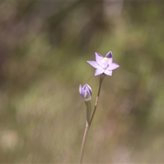 Thelymitra (genus) by Liam.m