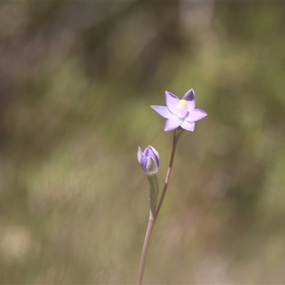 Thelymitra (genus) at  - suppressed by Liam.m