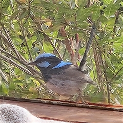 Malurus cyaneus (Superb Fairywren) at Braidwood, NSW - 13 Nov 2025 by MatthewFrawley