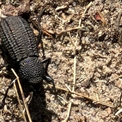 Amycterus morbillosus by CNature