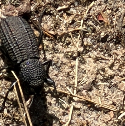 Amycterus morbillosus at  - suppressed by CNature