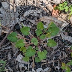 Pelargonium (genus) (A Stork’s Bill) at Kambah, ACT - 10 Nov 2025 by mainsprite
