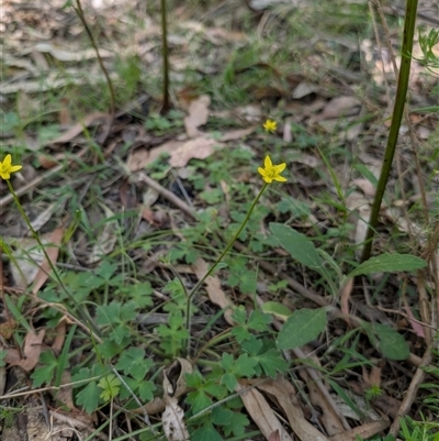 Ranunculus plebeius (Forest Buttercup) at Kambah, ACT - 10 Nov 2025 by mainsprite