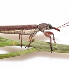 Rhinotia sp. (genus) (Unidentified Rhinotia weevil) at Jerrabomberra, NSW - 12 Nov 2025 by DianneClarke