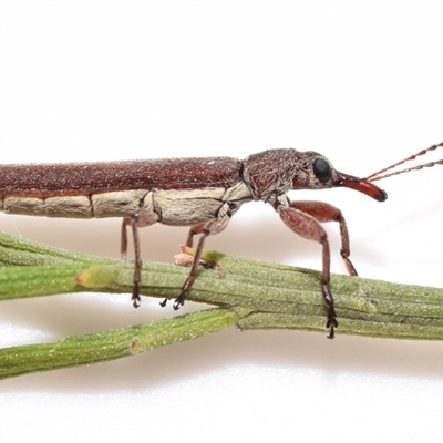 Rhinotia sp. (genus) (Unidentified Rhinotia weevil) at Jerrabomberra, NSW - 12 Nov 2025 by DianneClarke