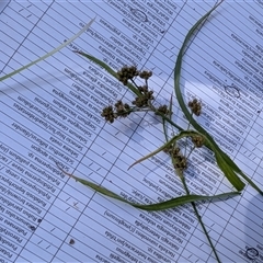 Luzula flaccida (Pale Woodrush) at Kambah, ACT - 11 Nov 2025 by mainsprite
