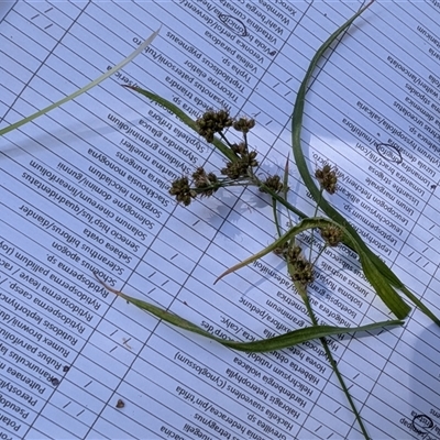Luzula flaccida (Pale Woodrush) at Kambah, ACT - 11 Nov 2025 by mainsprite