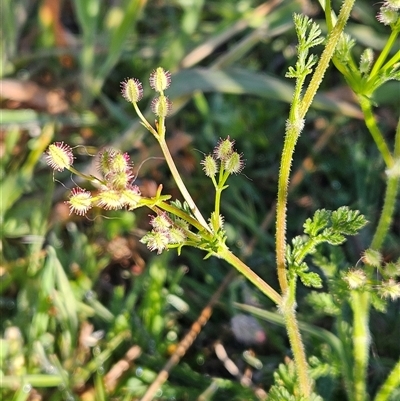 Daucus glochidiatus at Whitlam, ACT - 12 Nov 2025 by sangio7