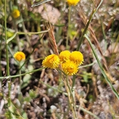 Chrysocephalum apiculatum (Common Everlasting) at Whitlam, ACT - 12 Nov 2025 by sangio7