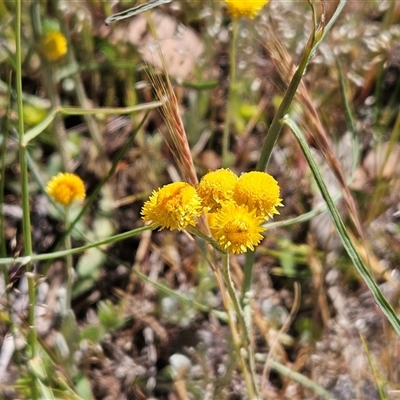Chrysocephalum apiculatum (Common Everlasting) at Whitlam, ACT - 12 Nov 2025 by sangio7