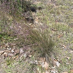 Poa sieberiana (Poa Tussock) at Phillip, ACT - 13 Nov 2025 by Mike
