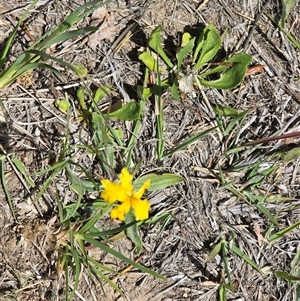Goodenia pinnatifida at Phillip, ACT - 13 Nov 2025 11:37 AM