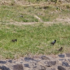 Sturnus vulgaris (Common Starling) at Mawson, ACT - 13 Nov 2025 by Mike