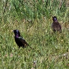Sturnus vulgaris at Mawson, ACT - 13 Nov 2025 11:20 AM