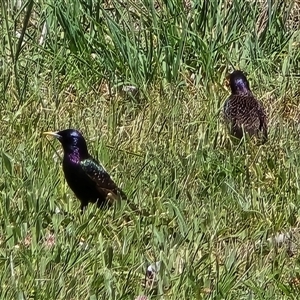 Sturnus vulgaris at Mawson, ACT - 13 Nov 2025 11:20 AM