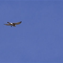 Falco cenchroides at Strathnairn, ACT - 13 Nov 2025 by PeteRav
