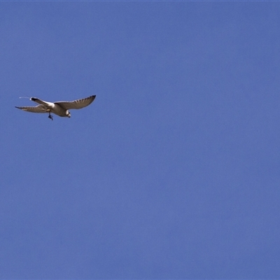 Falco cenchroides at Strathnairn, ACT - 13 Nov 2025 by PeteRav