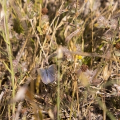 Zizina otis (Common Grass-Blue) at Strathnairn, ACT - 13 Nov 2025 by PeteRav