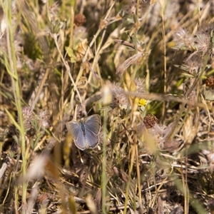 Zizina otis (Common Grass-Blue) at Strathnairn, ACT - Today by PeteRav
