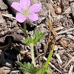 Geranium solanderi var. solanderi (Native Geranium) at Whitlam, ACT - 12 Nov 2025 by sangio7