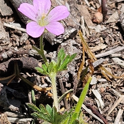 Geranium solanderi var. solanderi (Native Geranium) at Whitlam, ACT - 12 Nov 2025 by sangio7