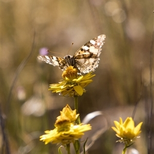 Unverified Butterfly (Lepidoptera, Rhopalocera) at Holt, ACT - Today by PeteRav