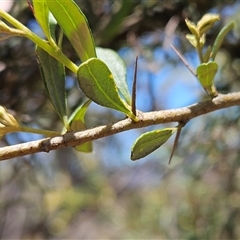 Bursaria spinosa subsp. lasiophylla (Australian Blackthorn) at Whitlam, ACT - 12 Nov 2025 by sangio7