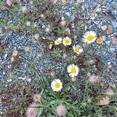 Erigeron karvinskianus (Seaside Daisy) at Isaacs, ACT - 13 Nov 2025 by Mike