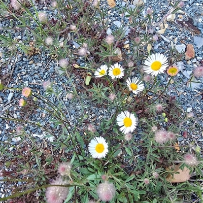 Erigeron karvinskianus (Seaside Daisy) at Isaacs, ACT - 13 Nov 2025 by Mike