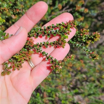 Leionema lamprophyllum subsp. obovatum (Shiny Phebalium) at Uriarra Village, ACT - 13 Nov 2025 by BethanyDunne