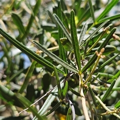 Glycine clandestina (Twining Glycine) at Whitlam, ACT - 12 Nov 2025 by sangio7