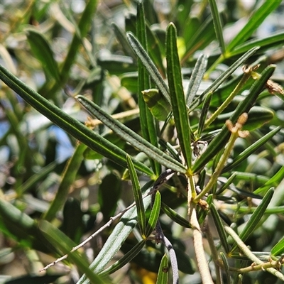Glycine clandestina (Twining Glycine) at Whitlam, ACT - 12 Nov 2025 by sangio7