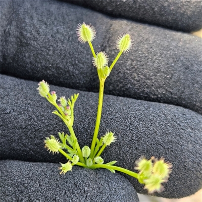 Daucus glochidiatus (Australian Carrot) at Whitlam, ACT - 12 Nov 2025 by sangio7