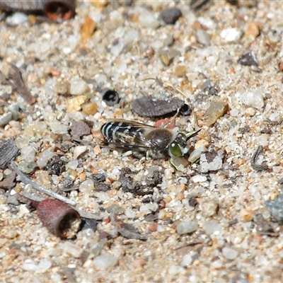 Bembix sp. (genus) (Unidentified Bembix sand wasp) at Acton, ACT - 13 Nov 2025 by TimL