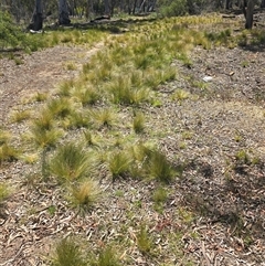 Nassella trichotoma (Serrated Tussock) at Bruce, ACT - 13 Nov 2025 by HarleyB