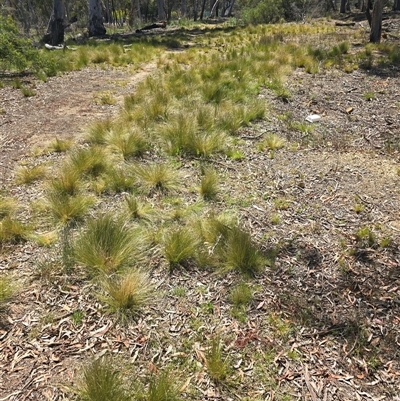 Nassella trichotoma (Serrated Tussock) at Bruce, ACT - 13 Nov 2025 by HarleyB