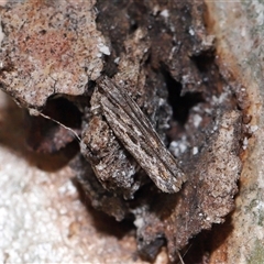 Ardozyga amblopis at Acton, ACT - 13 Nov 2025 by TimL