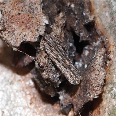 Ardozyga amblopis at Acton, ACT - 13 Nov 2025 by TimL