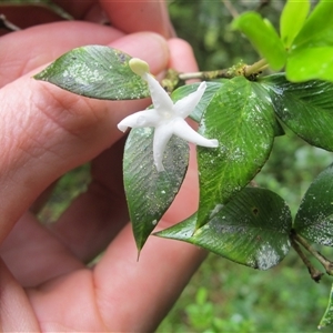 Alyxia oblongata at Syndicate, QLD - 25 Feb 2014 by JasonPStewart
