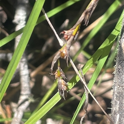 Lepidosperma gunnii (Little Sword-sedge) at Krawarree, NSW - 12 Nov 2025 by JaneR