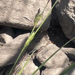 Carex gaudichaudiana (Fen Sedge) at Krawarree, NSW - 12 Nov 2025 by JaneR